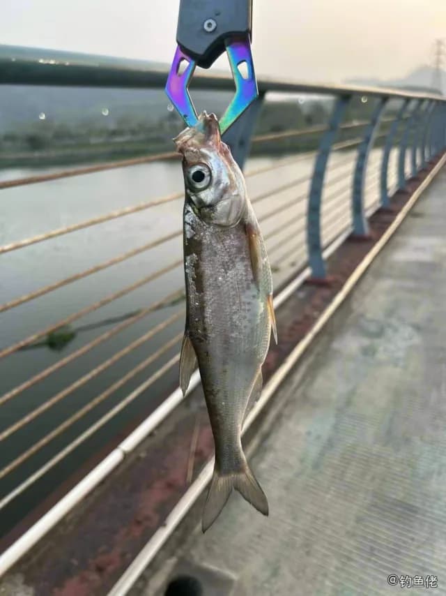 翘嘴鲌钓获 0.2kg