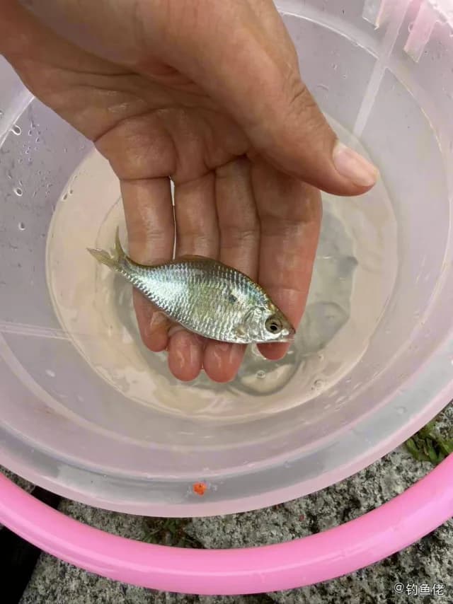 大鳍鱊钓获 0.02kg