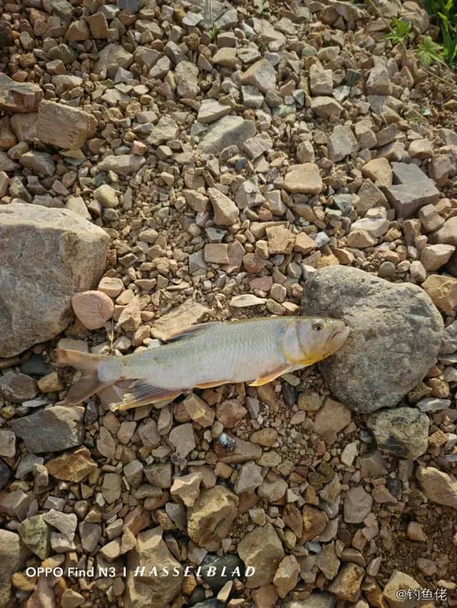 马口鱼钓获 0.1kg