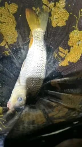 鲤鱼钓获 1.8kg