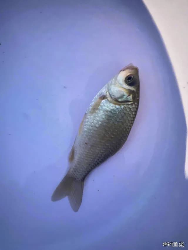 鲫鱼钓获 0.45kg