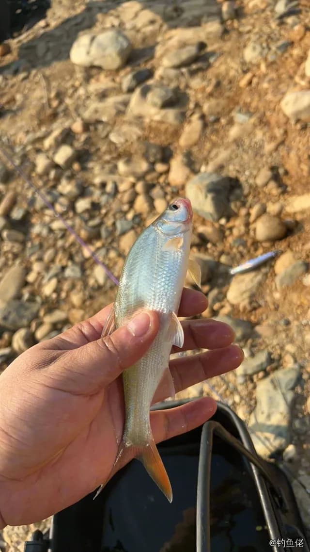 红鳍鲌钓获 0.4kg