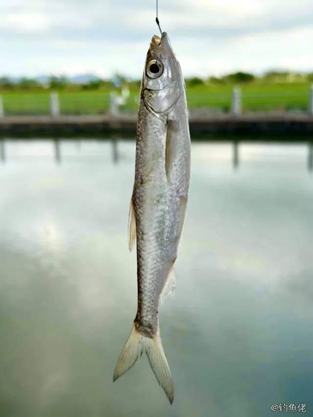 白条钓获 0.1kg
