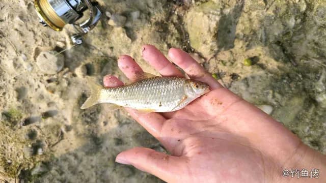 鲫鱼钓获 