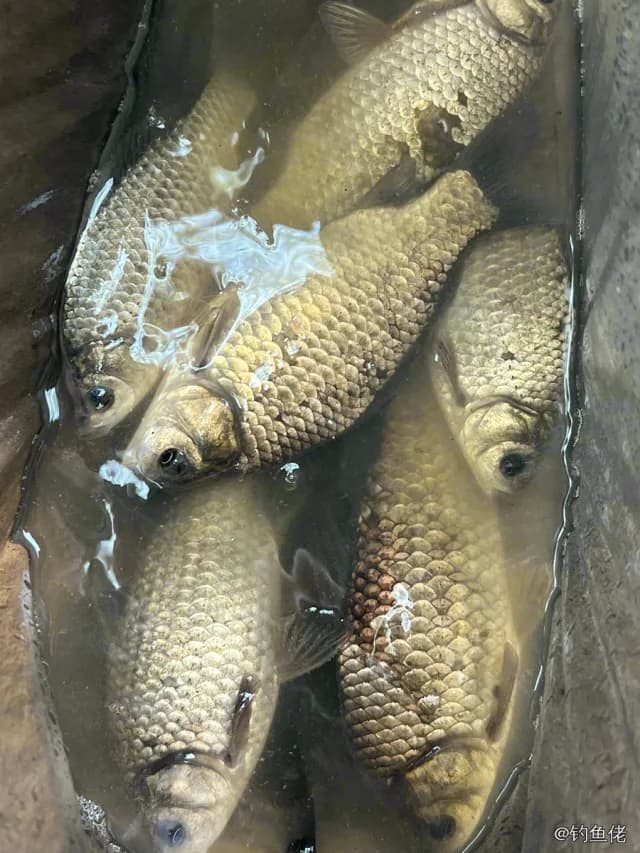 鲫鱼钓获 0.45kg