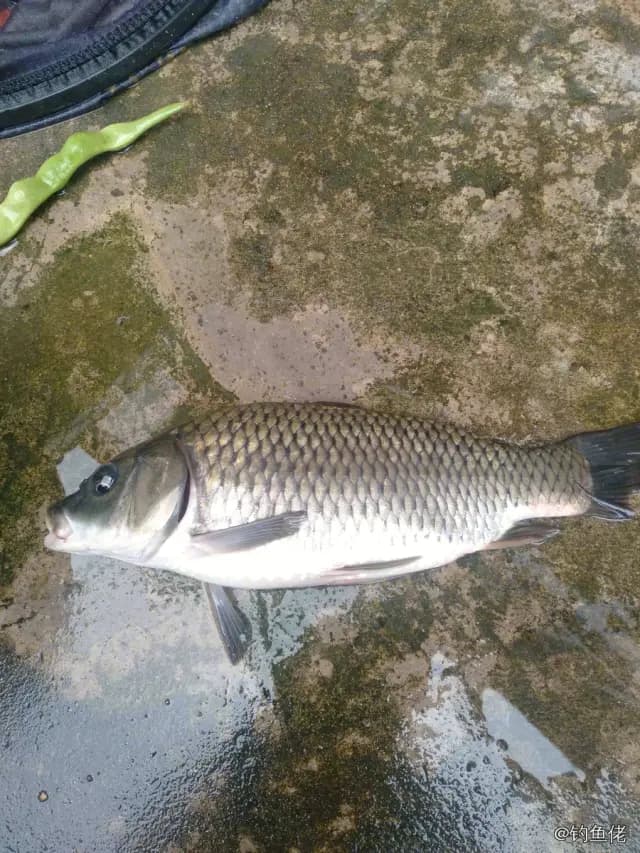鲤鱼钓获 4kg