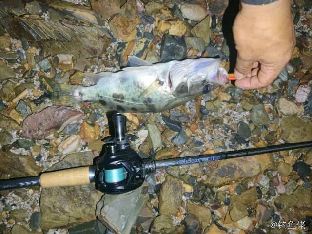 鳜鱼钓获 1kg