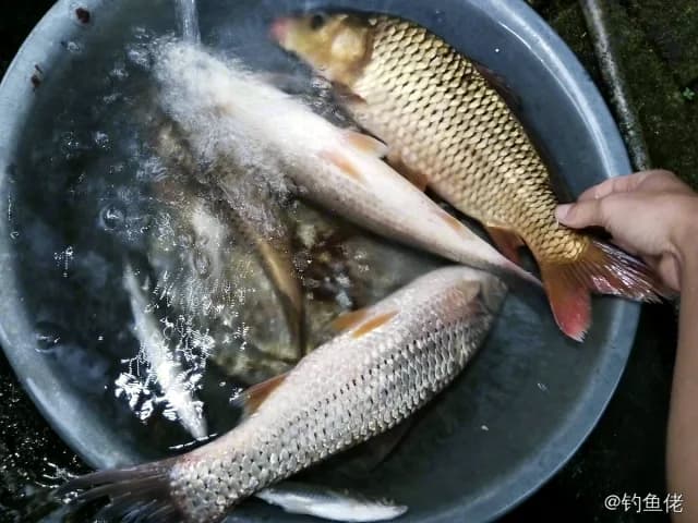 赤眼鳟钓获 1.5kg