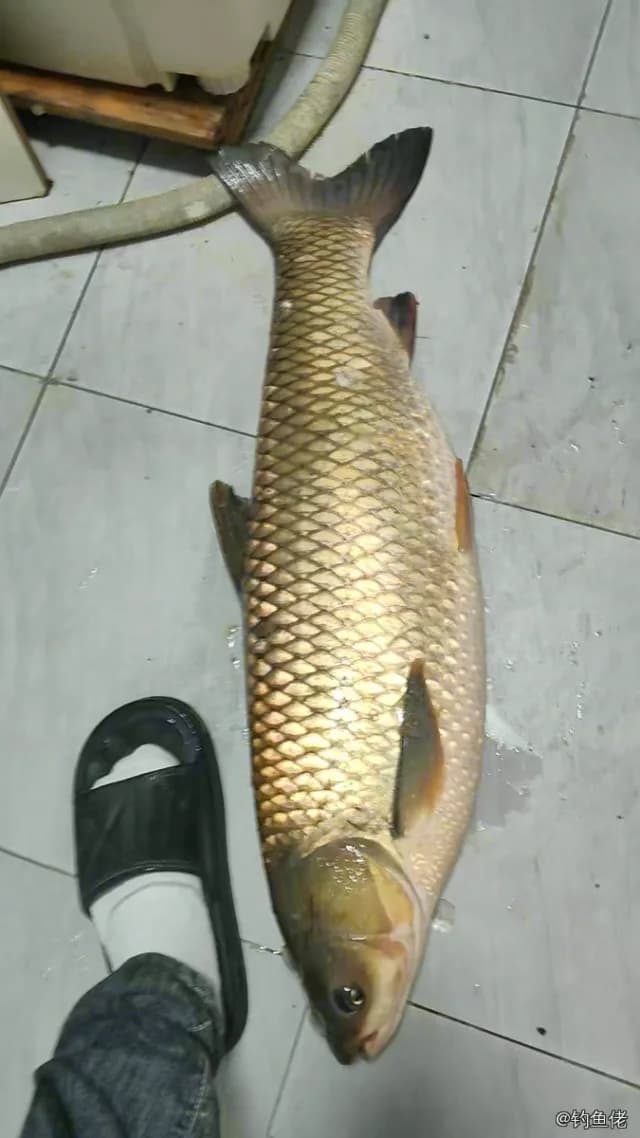 草鱼钓获 13.3kg