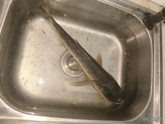 鲢鱼钓获 1.6kg