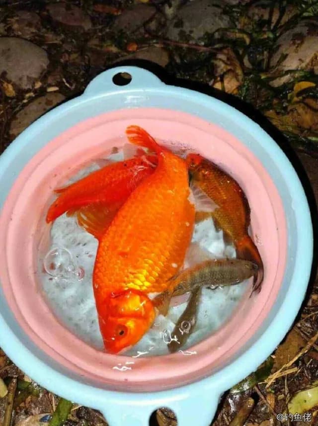 金鱼钓获 0.3kg
