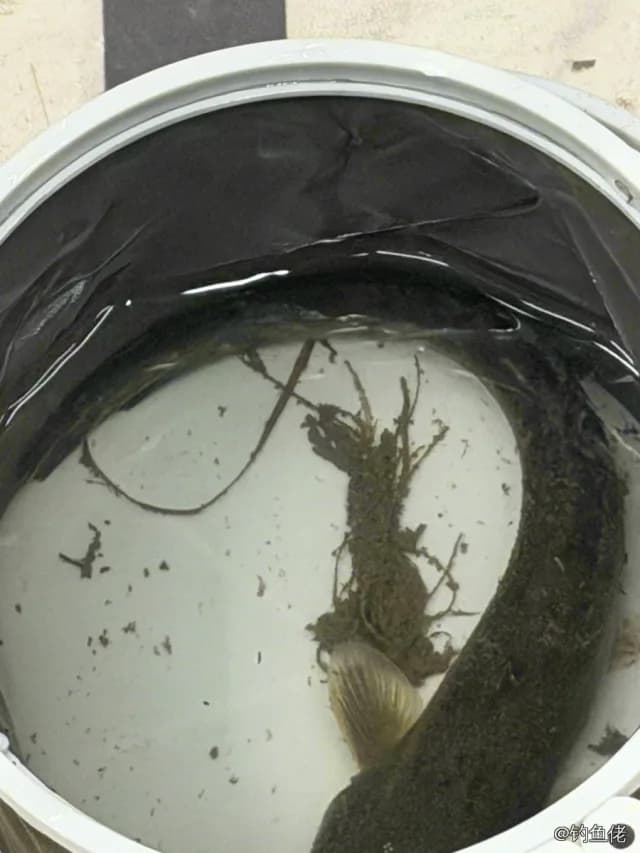 鲶鱼钓获 1kg