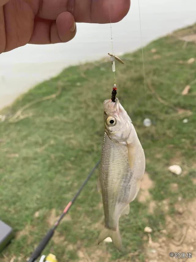 白条钓获 0.15kg