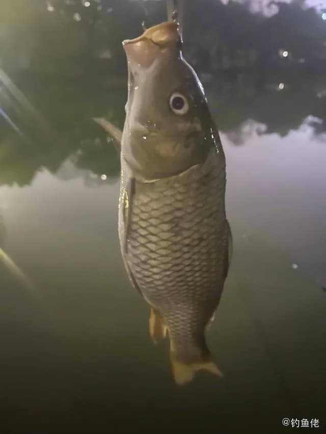鲤鱼钓获 0.3kg