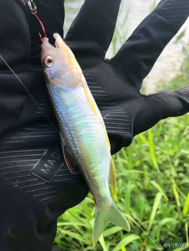 马口鱼钓获 0.1kg