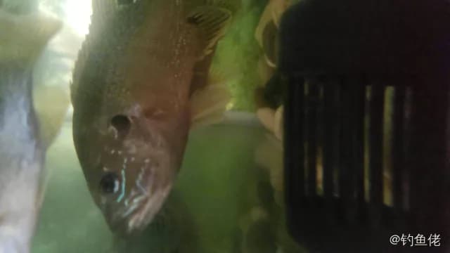 蓝鳃太阳鱼钓获 0.3kg