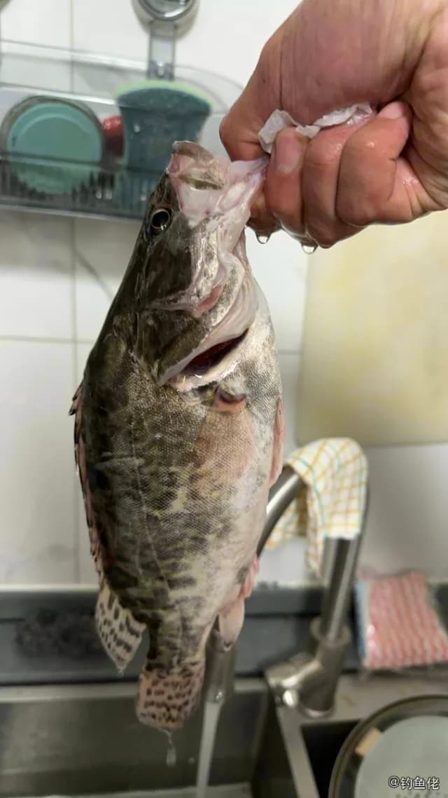 鳜鱼钓获 1kg