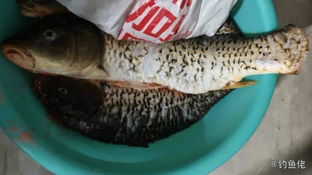 鲤鱼钓获 4kg