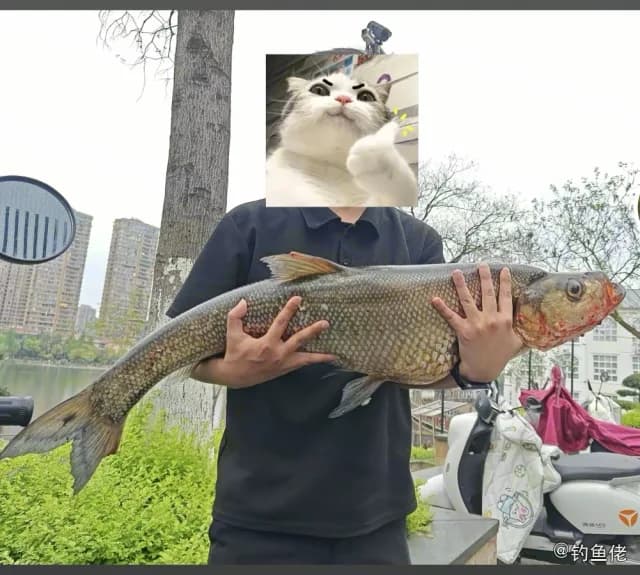 翘嘴鲌钓获 3kg