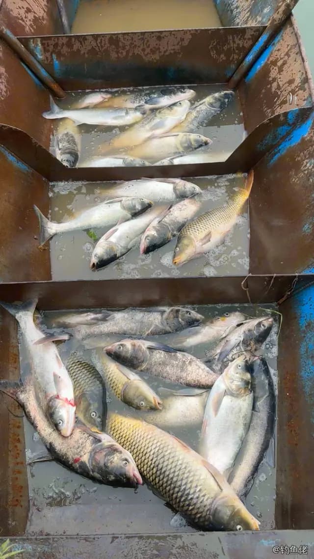 鲤鱼钓获 4kg