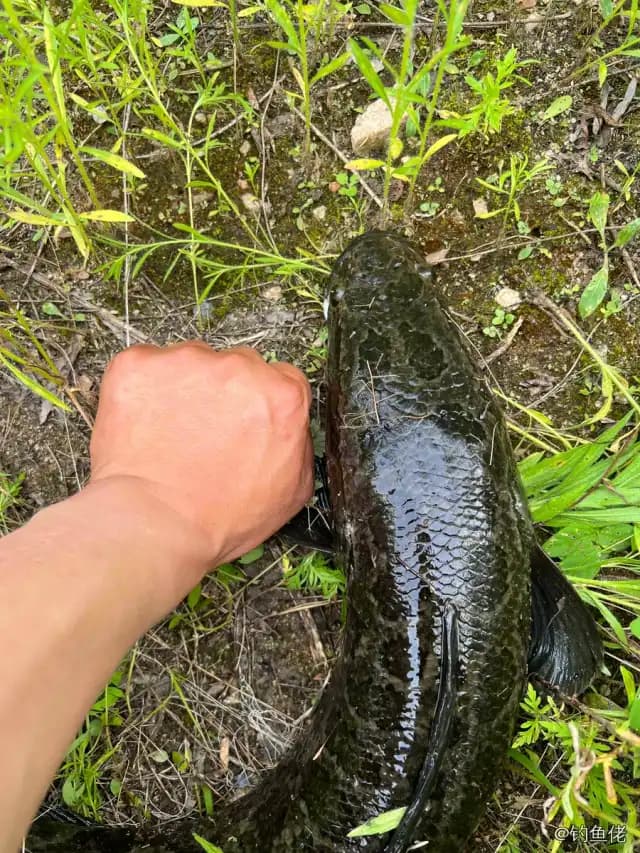 乌鳢钓获 3.9kg