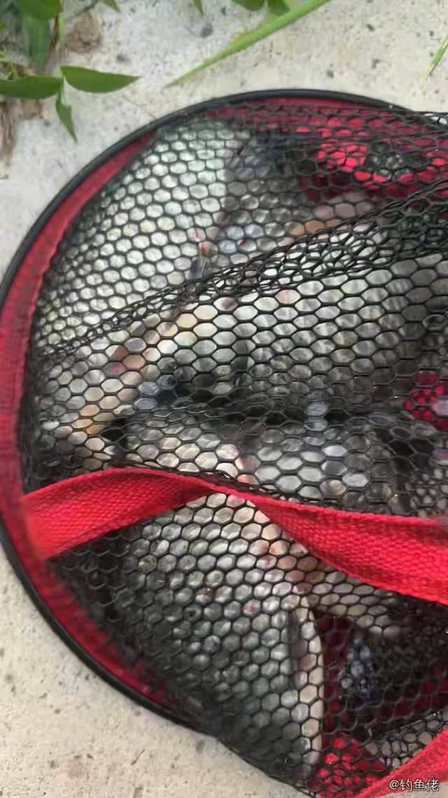 鲫鱼钓获 0.4kg