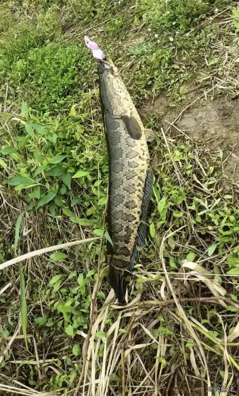 乌鳢钓获 3.9kg