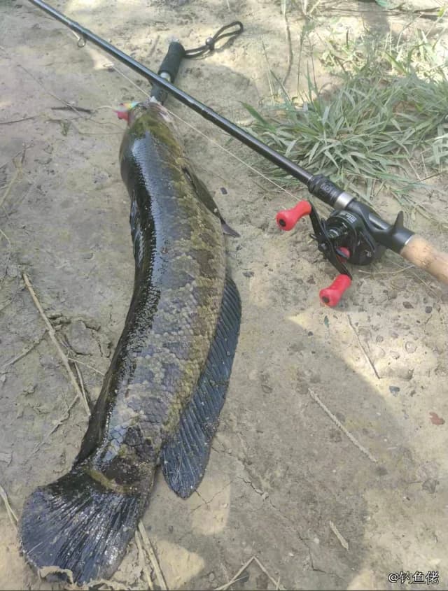 乌鳢钓获 6.5kg