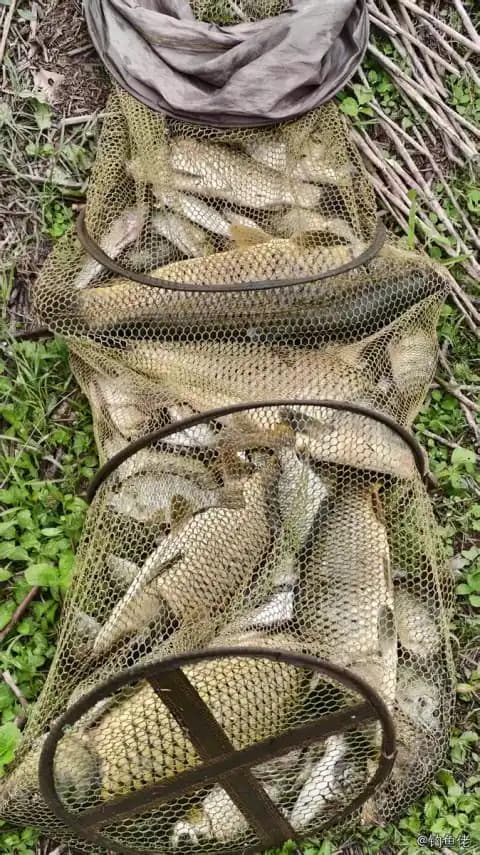 鲤鱼钓获 12kg