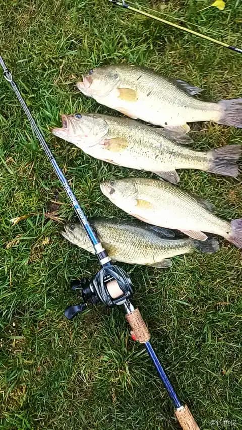 大口黑鲈钓获 1.01kg