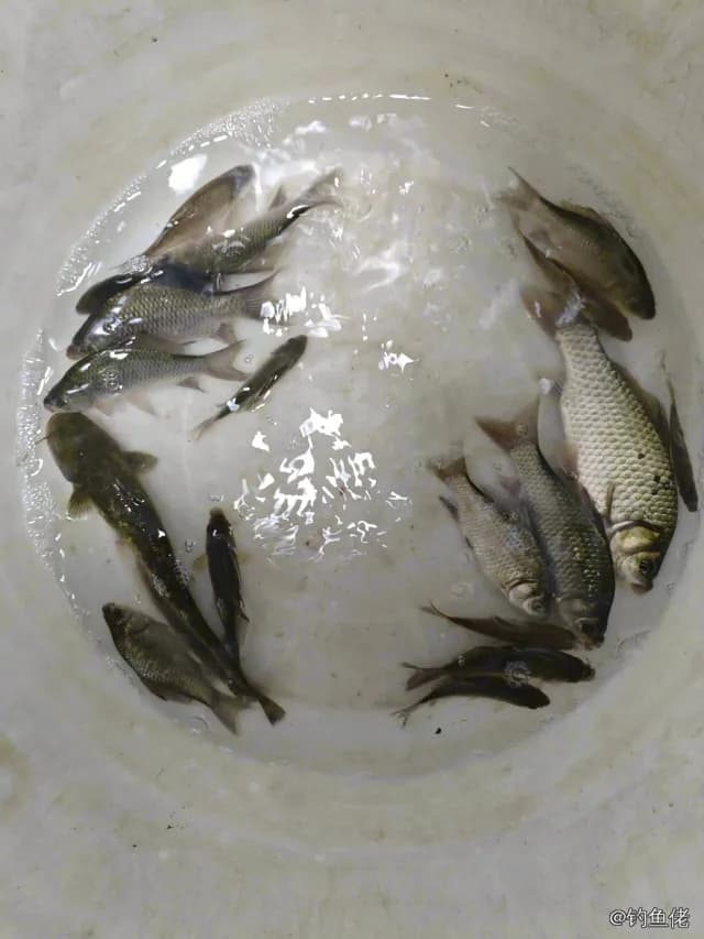 麦穗鱼钓获 0.5kg