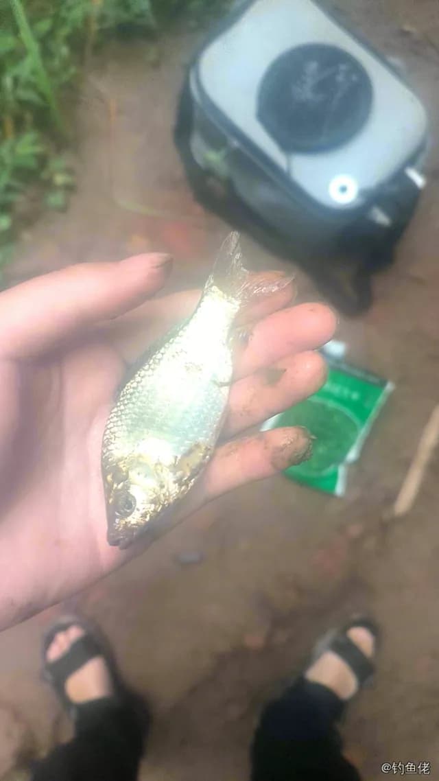 鲫鱼钓获 0.3kg