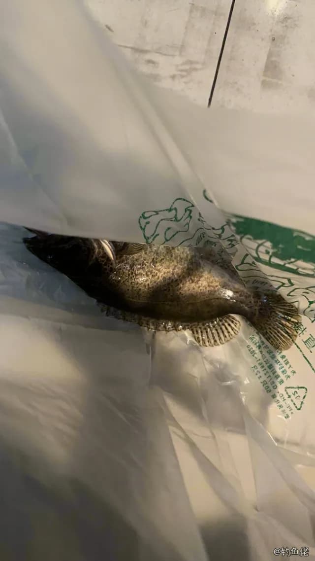 斑鳜钓获 1.2kg