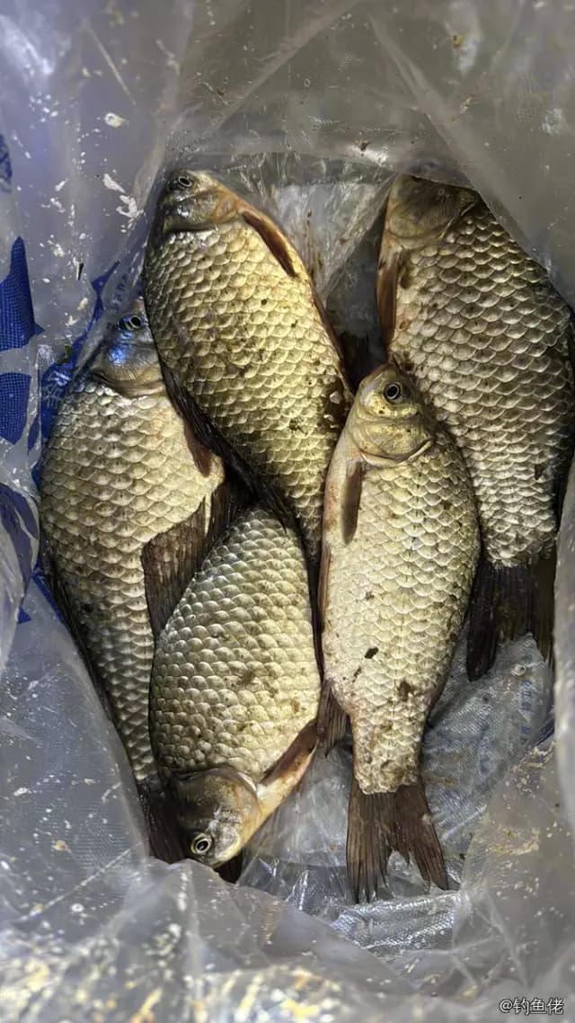 鲫鱼钓获 1.1kg