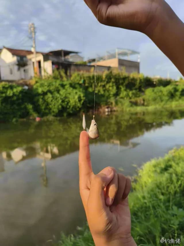 鲫鱼钓获 
