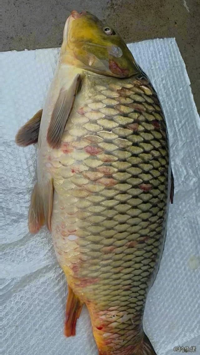 鲤鱼钓获 6.5kg