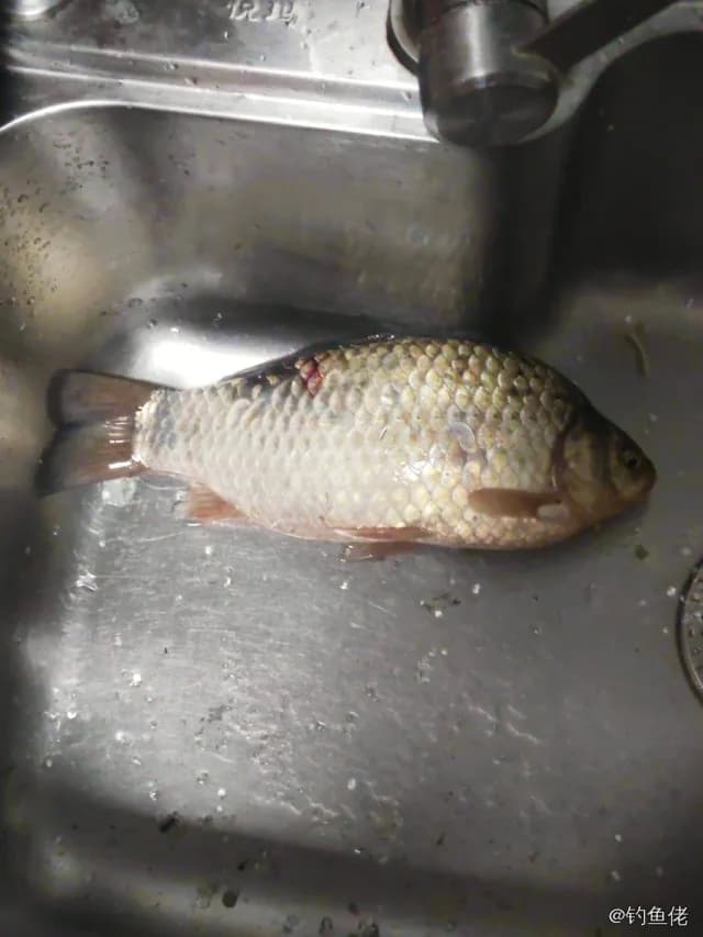 鲫鱼钓获 1.3kg