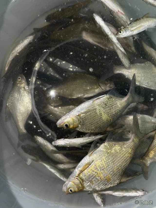 鳊鱼钓获 0.5kg