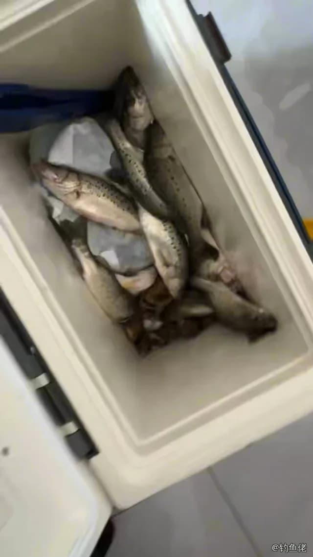 中国花鲈钓获 1kg