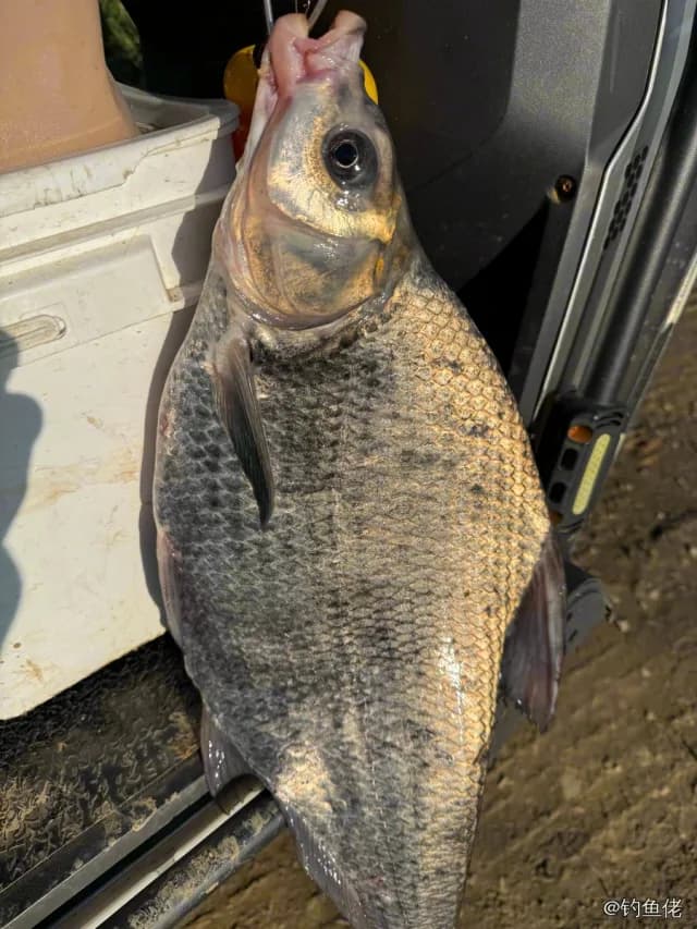 鳊鱼钓获 4.5kg