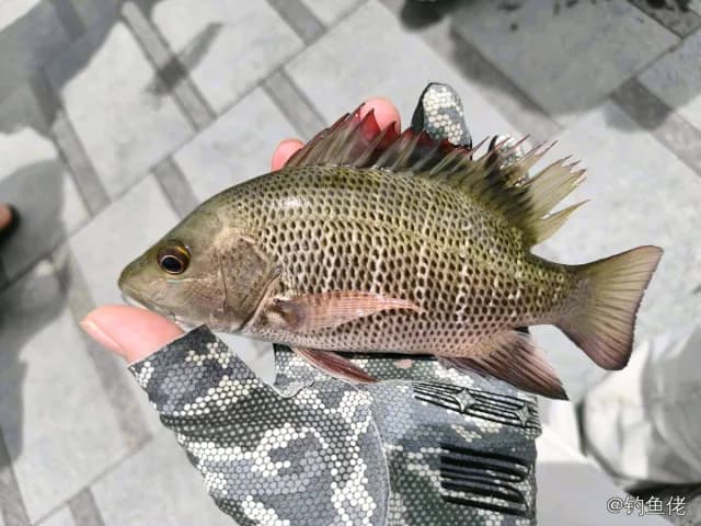 星点笛鲷钓获 0.1kg