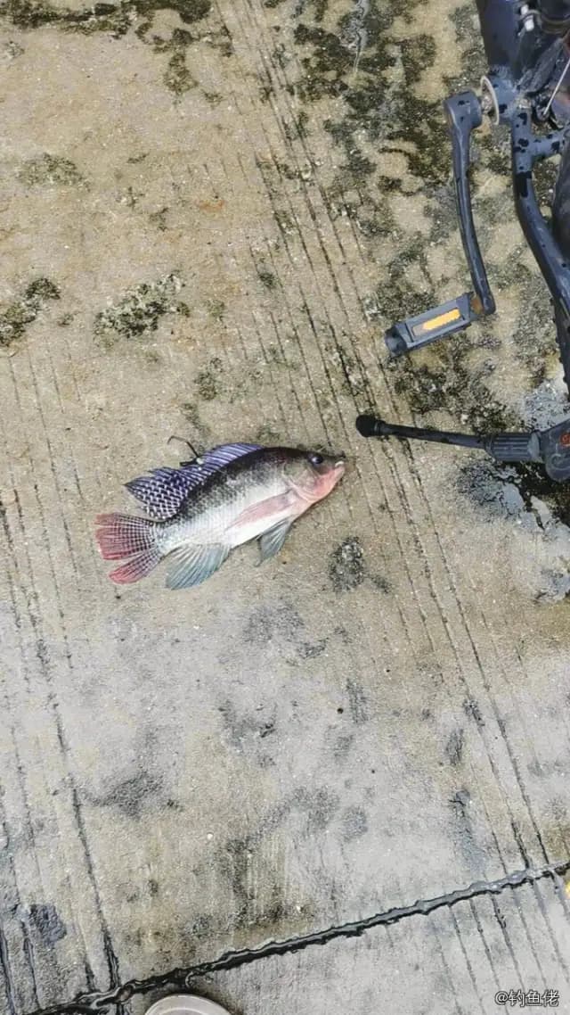 尼罗非鲫钓获 2.4kg