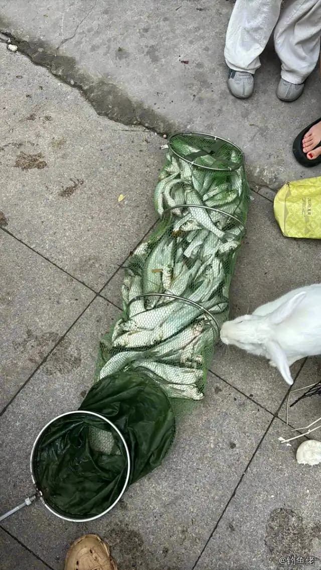 翘嘴鲌钓获 3kg