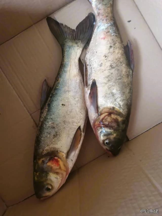 鲢鱼钓获 4kg