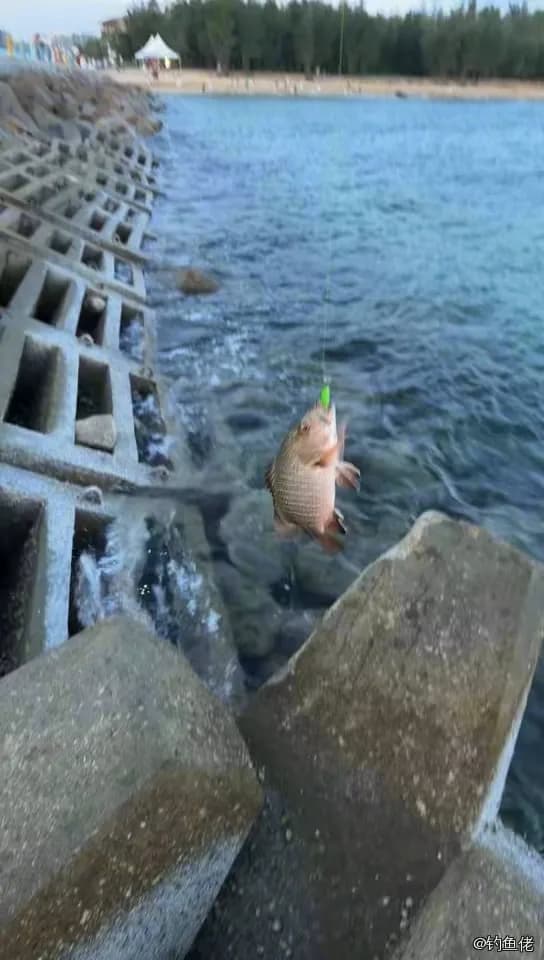紫红笛鲷钓获 0.7kg