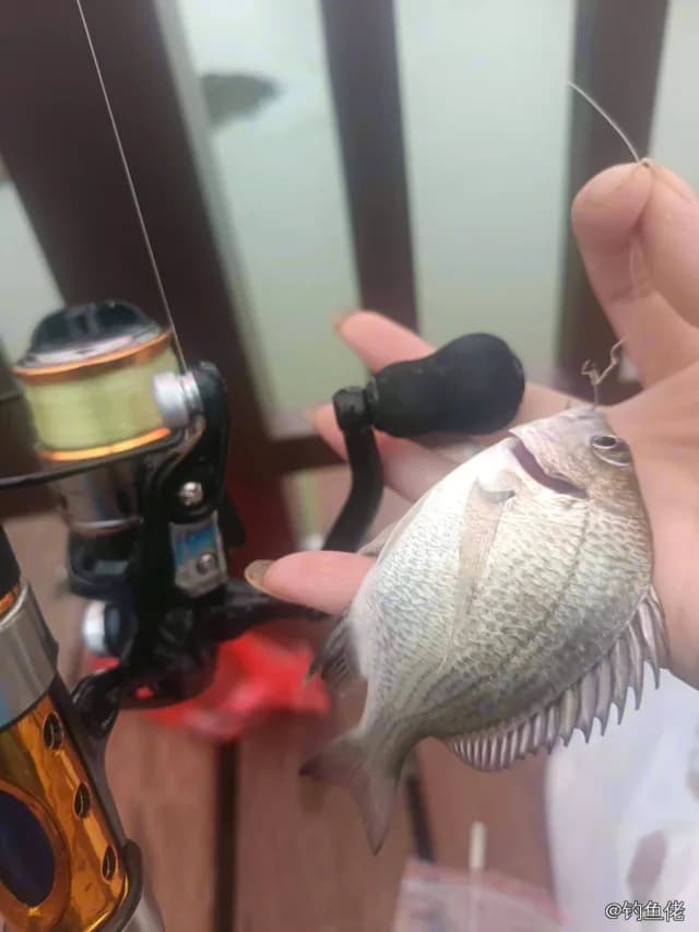太平洋棘鲷钓获 0.5kg