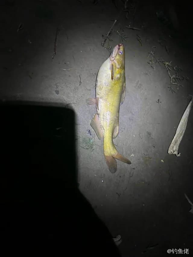 黄颡鱼钓获 0.03kg