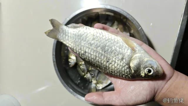 鲫鱼钓获 0.3kg