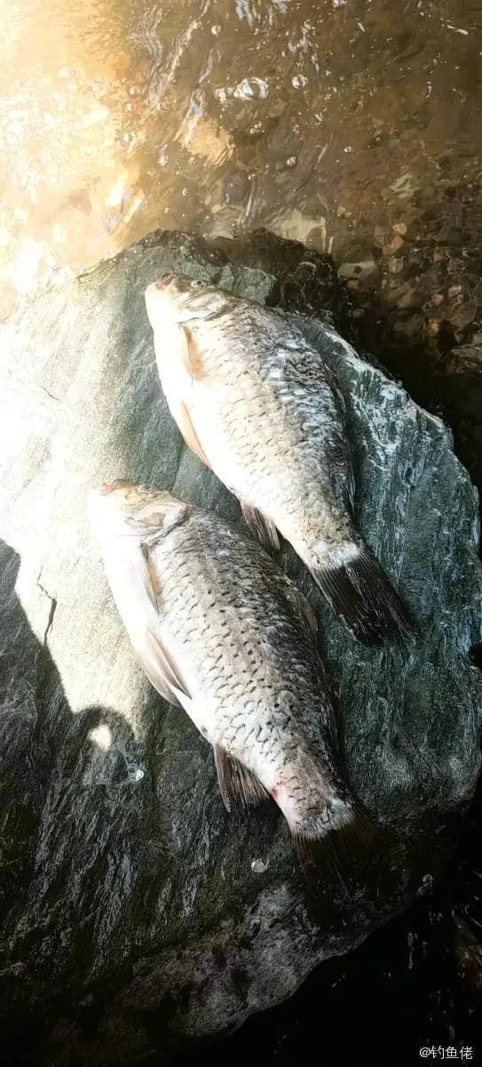 鲫鱼钓获 0.45kg