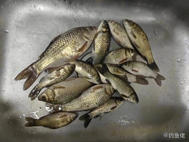 鲫鱼钓获 0.3kg